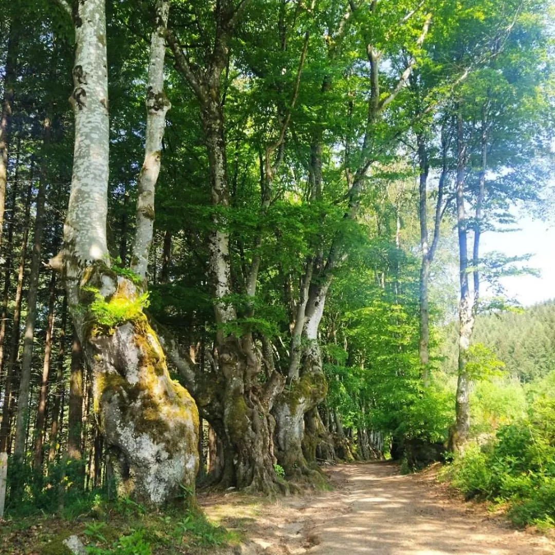 Terre D'Oyali Hotel Saint-Rirand